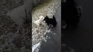 ПЕСЕНКА ПРО ДРУЖБУ. ВОТ ЧТО ЗНАЧИТ НАСТОЯЩИЙ, Верный друг!