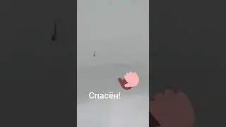Нашли малька тритона в большом аквариуме!