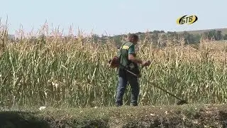 Борьба с амброзией продолжается