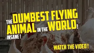 Dumbest Air Animal In The World !