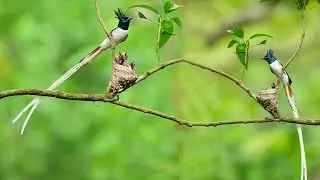 Indian Paradise Flycatcher Feeding Their Chicks। Paradise Flycatcher। 2024 | #flycatcher #birdnest |