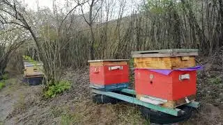 Потеплело. Первое расширение пчелосемей.