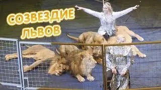 Созвездие львов | Впервые в Ижевском цирке - Превью