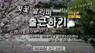 [Episode #1] 양재천 벚꽃 날리며 출근하기(Going to work when cherry blossoms are in full bloom)
