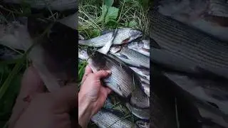 гигантские хариуса