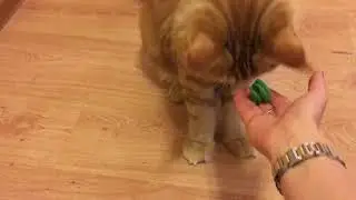 Котопес ) мейнкун приносит игрушку