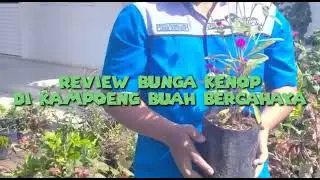 REVIEW TANAMAN KENOP (Gomphrena globosa) Di Eduwisata Kampoeng Buah Bercahaya