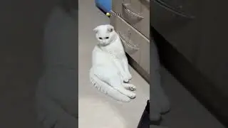 Everytime I see cats 🐈 #funny #catstagram #funnyanimals #funnycute #catlaughs #funnypets #animal #me