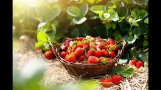 Growing Delicious Strawberries at home guide.