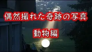 【見て暇つぶし】偶然撮れた奇跡の写真