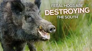 Feral Hogs Are Destroying the Southern United States: History and Conservation
