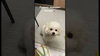 Поздоровайся с Пряничком🫡