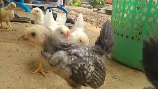 Anakan usia 1 bulan 1 hari