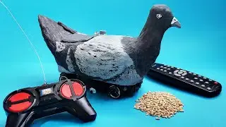 How to create an EPIC RADIO-CONTROLLED PIGEON?!