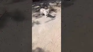 Чудом избежал нападения
