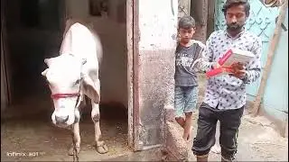 2021 ki cow 🐄 piyari cow 🐮 #viralvideo #viral #youtubeshorts ##ytshorts #love #games #cowboy