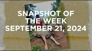 Snapshot of the Week: September 21, 2024
