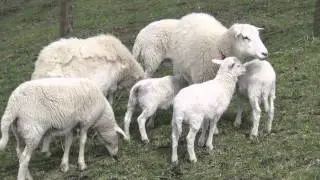 Raising Hair Sheep