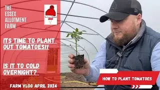 ITS TIME TO PLANT OUT TOMATOES...! - how to plant tomato plants...!