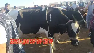 32МЛНДАН  БИТТА ПАРОДАЛИ СИГИР УРГАНЧ МОЛ БОЗОР НАРХЛАРИ  24 мая 2020 г.