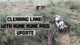 Clearing land with Kune Kune pigs update