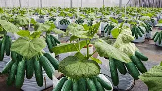 How to Grow and Harvest 69 Million Cucumbers in Greenhouses - See Modern Agricultural Technology