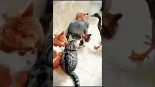 Для некоторых наглость — не второе счастье, а единственное!)