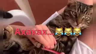 Кошка на маникюре! 😹😹😹 