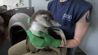 Penguin Chick Swims For The First Time