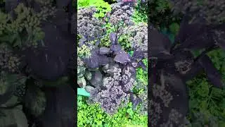 Очиток «Блэк Джек»