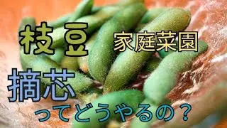 枝豆の摘芯　その後の実り具合　摘芯してないものとの比較結果