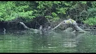 Curious River Otters
