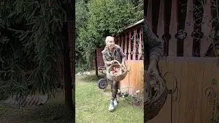 А у нас опять грибы😅#ларисакуркина #грибы #дача #грибнойсезон #историиизжизни