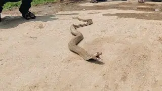 #Indian #spectacled venomous cobra snake stitches