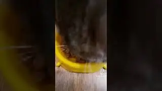 🐈 Ням, ням, нямочки..  Смешные короткие видео с котами.