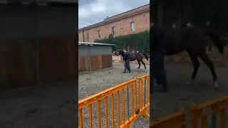 The most expensive horses in Italy