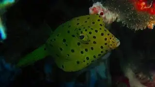 Yellow Boxfish (juvenile)