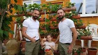 🍓🍓Boruda Çilek ekiminin Verimi🍓🍓