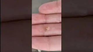 Playing with Hermit Crabs, Starring Bubba the Economy Sized Specimen