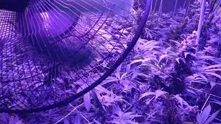 Day 38 of genetic hunt part 1 gellatto 33, wild fire kush cookies cream cheese
