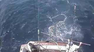 Marlin Attacks Boat!!!