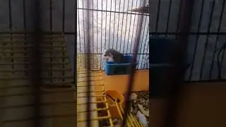 Смешные Крысы / Краса Дамбо / Мама Крыса воспитывает малышей  / Бородатая Агама Удивляется