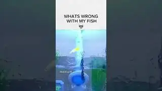 bruh my cat is flying bro💀 #shortsvideo #videos #fish #funnyvideo #edit #memes #cats