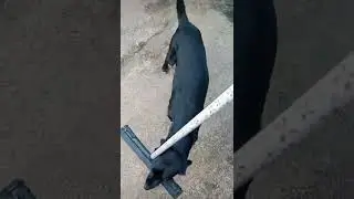 Nubinho apanhou de rodo 😱