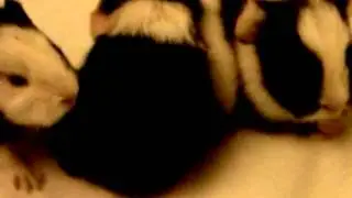1 Day Old Baby Girl Guinea Pigs