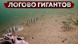 РЫБЫ КАБАНЫ ЗАБИЛИСЬ В ЗАТОПЛЕННЫЙ ЛЕС!!! РЫБАЛКА НА ОГРОМНОГО ОКУНЯ В КОРЯЖНИКЕ!!