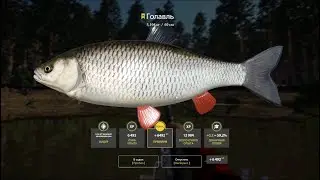 🐟Трофейный Голавль 5,2 кг #русскаярыбалка4 #russianfishing4 #рыбалка #трофей #голавль #fishing