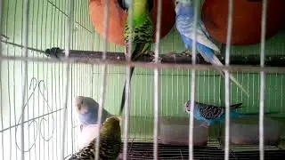 Budgies bird / Baazigar Birds / Budgies Colony