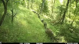Cinghiali in fila indiana 🐗 Wild Boar - Sus Scrofa 