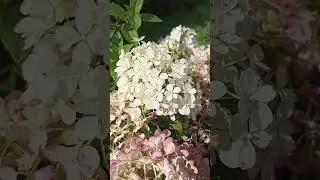 Метельчатая гортензия "Бо-бо" 18.08.24